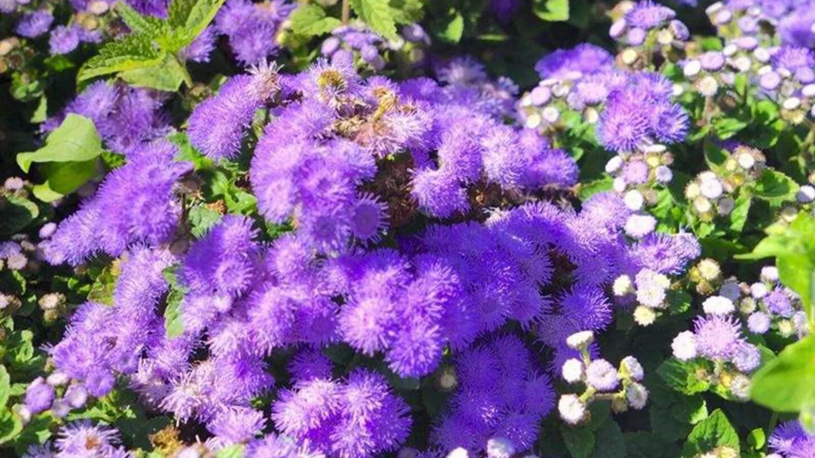 测自己的生辰花守护花,藿香蓟——花开有时(9)-八字-荣耀易学