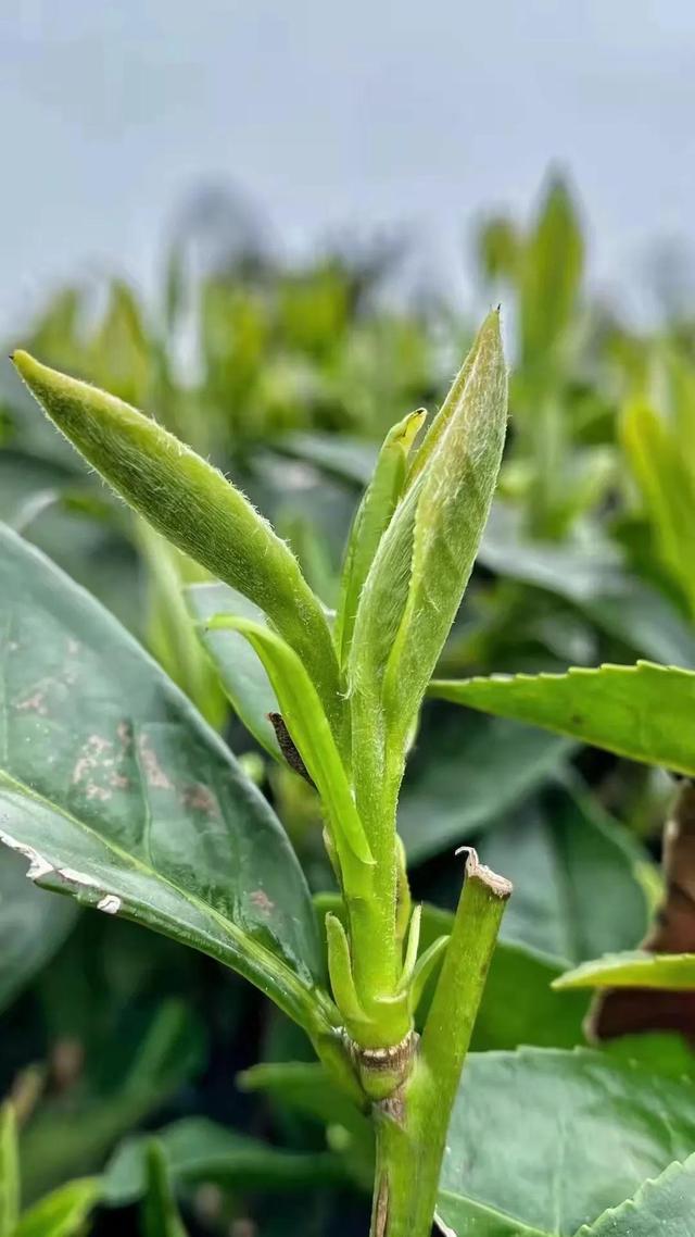 喝茶的幽默说说，半夜喝茶发朋友圈的幽默句子（茶言 茶语适合发朋友圈的文案）