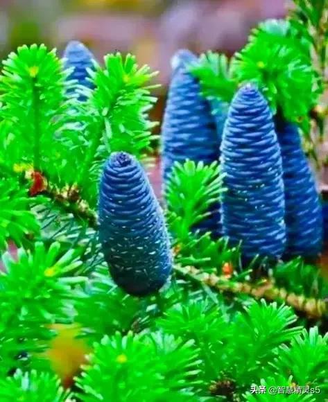 铁树开花的方法，铁树开花的方法有哪些（铁树开花了，也有芬芳的一天）