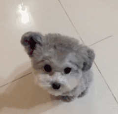 “贵宾犬”VS“比熊犬”哪个好？过来人告诉你，区别大着呢