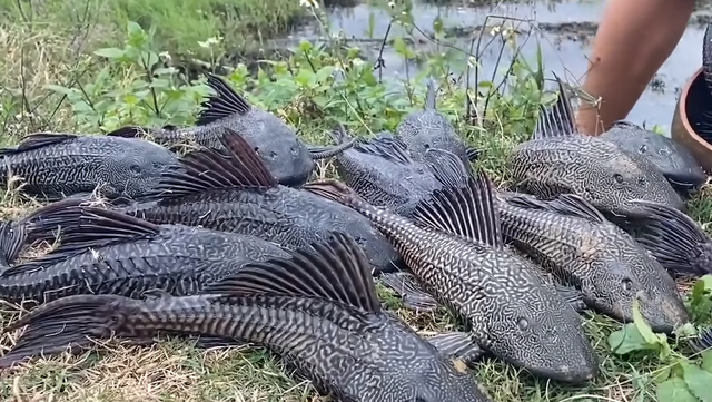 什么是清道夫，什么是清道夫鱼能吃吗（活埋清道夫被指责虐待动物）