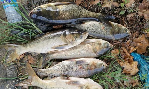 秋季爆护秘诀：自制高效鲢鳙饵料配方，轻松钓获大鱼！