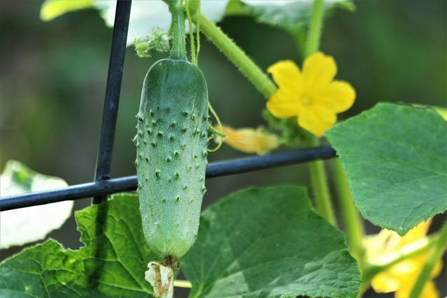 1000种蔬菜名字，各类蔬菜名字大全（盘点不同蔬菜传入中国的时间）