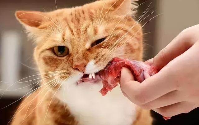 猫喜不喜欢吃甜食，猫喜欢吃甜吗（猫咪的10个“小秘密”）