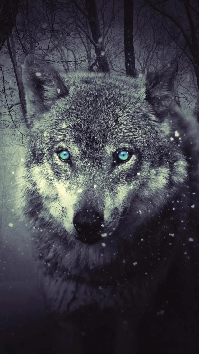 狼的霸气图片 冷酷图片