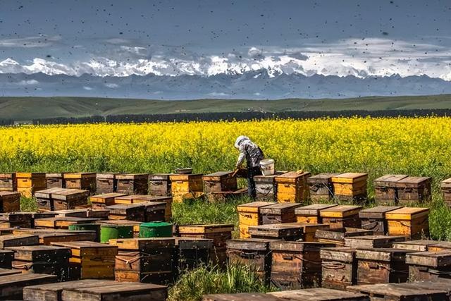 40箱蜂一年赚多少钱，中蜂群出售60元（靠养蜂一年可以收入多少钱）
