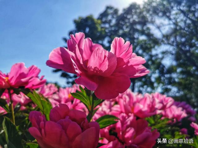 美丽动人是什么意思，美丽动人是形容什么的（邀您领略春末夏初“花相之美”）