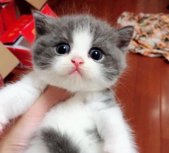 猫咪多大算成猫，猫多大算成年（猫咪一生发生的5个变化）