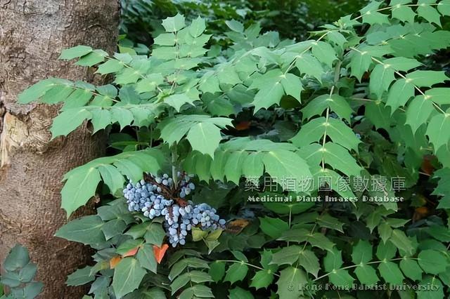 朱良春用药经验集，国医大师朱良春论治“浊瘀痹”经验（一个霸气的中药：十大功劳）