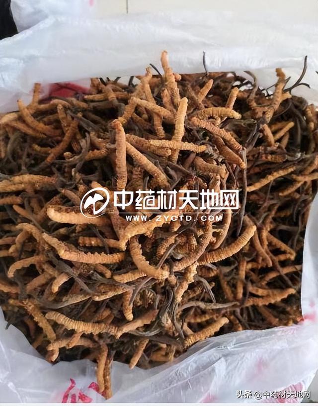 冬虫夏草1248，冬虫夏草烟盒里面1248啥意思（贵细单品：冬虫夏草产新中）