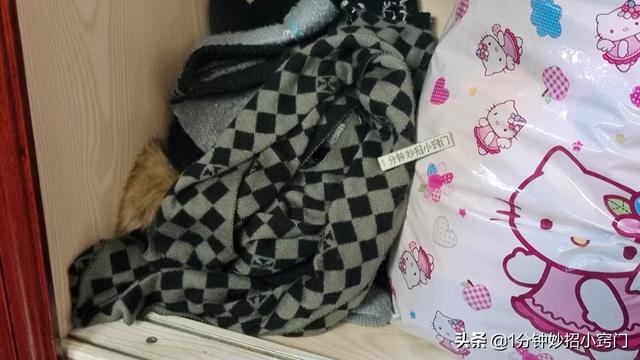 家里进老鼠了应该怎么办，家里进老鼠了怎么办（家里出现老鼠不要慌）