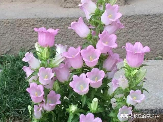 各种花的花语及寓意花语，各种花的花语和象征（你知道这些花的花语吗）