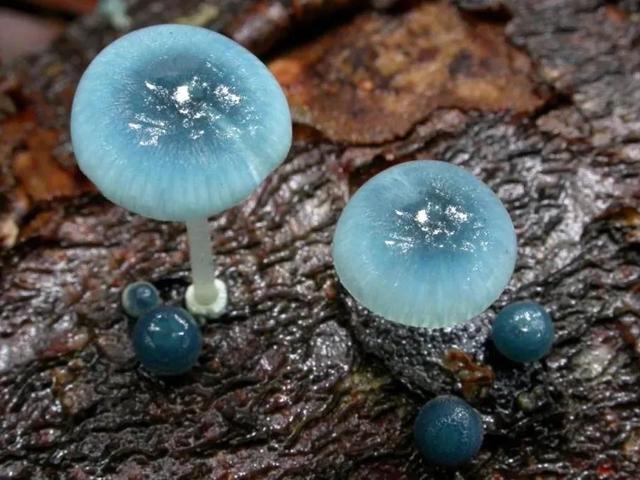 蓝瘦香菇表情包，三种香菇头表情包（这是蓝瘦香菇的本尊了）