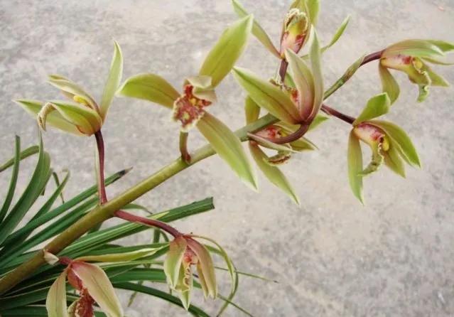 鲜花的花语和花的数目的寓意，鲜花数量的寓意（100种迷人的“数字花”）