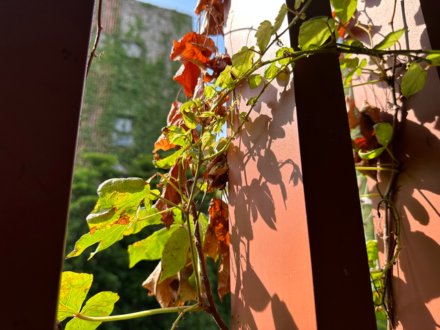 手机wifi有个感叹号怎么解决，手机网络有个感叹号怎么办（我后悔买iPhone）