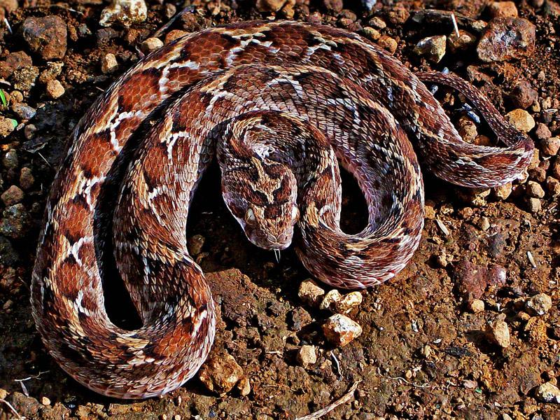 世界上最毒的蛇（世界上最危险的10种毒蛇：印度眼镜蛇1）