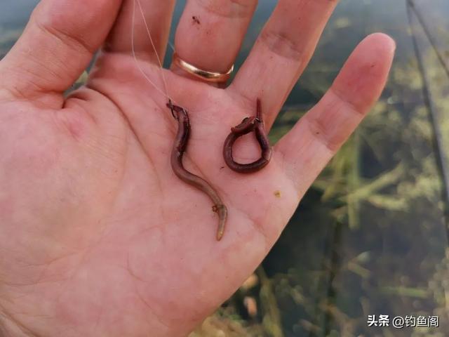 钓鲫鱼怎么调漂，野钓中鲫鱼最好的调漂方法（野钓鲫鱼这样调漂简单又好用）