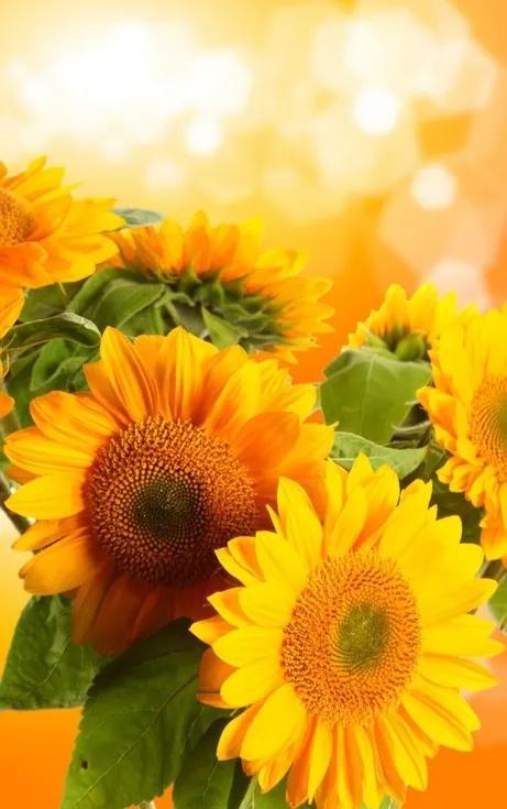 向日葵长什么样，向日葵的茎是什么样的（分享图片，生机勃勃的向日葵）