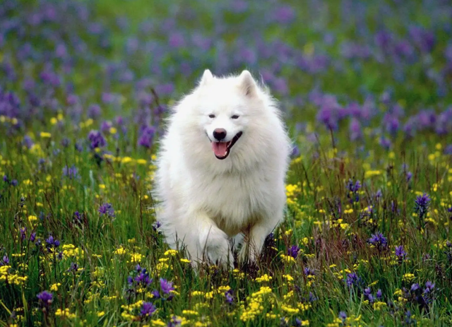 萨摩耶幼犬图片，银狐犬和萨摩耶的区别幼犬图片（萨摩耶犬的缺点与优点）