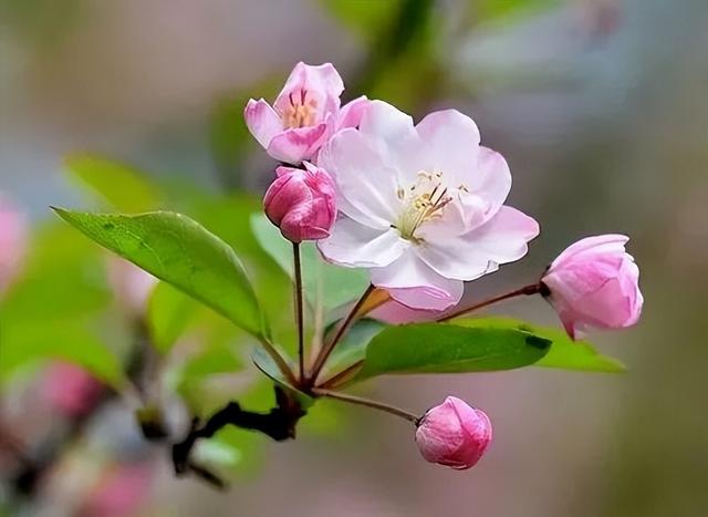 帶著家人去賞花,徜徉在漫天梅花,櫻花,桃花,梨花,李花,杏花,海棠花的