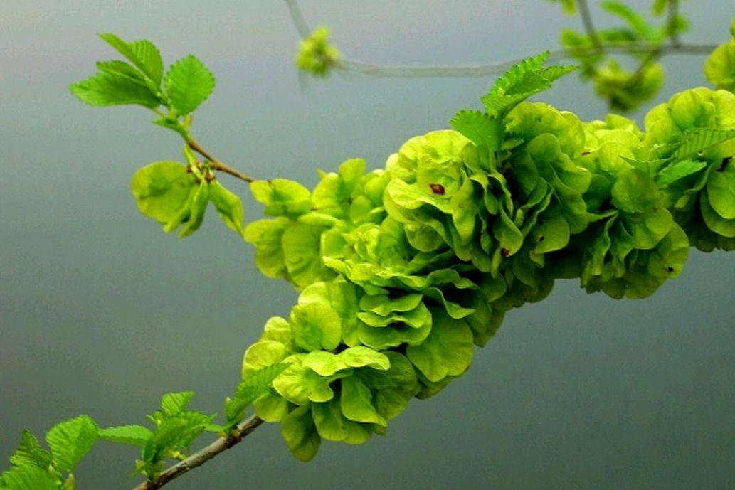 农村能吃的100种野菜图片，有哪些野菜可以吃