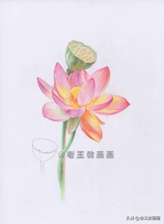 荷花简笔画带颜色，夏天荷花彩色简笔画