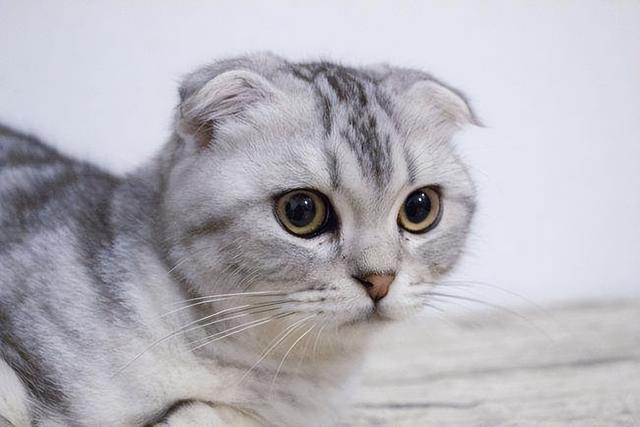 折耳猫能活多久图片