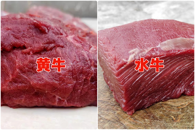 肥牛是羊肉还是牛肉，要分清“黄牛”和“水牛”