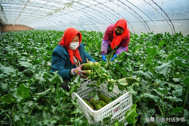 大白菜萝卜的种植方法，萝卜白菜到底什么时间种