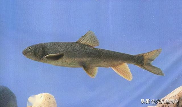 长江名贵鱼前十名，10大凶猛淡水鱼（我国保护的鱼类有87种）