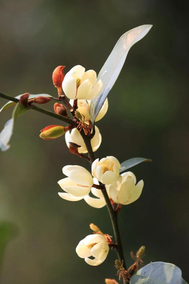 含笑花什么时候开花，分享图片——深山里（含笑花何时开花）