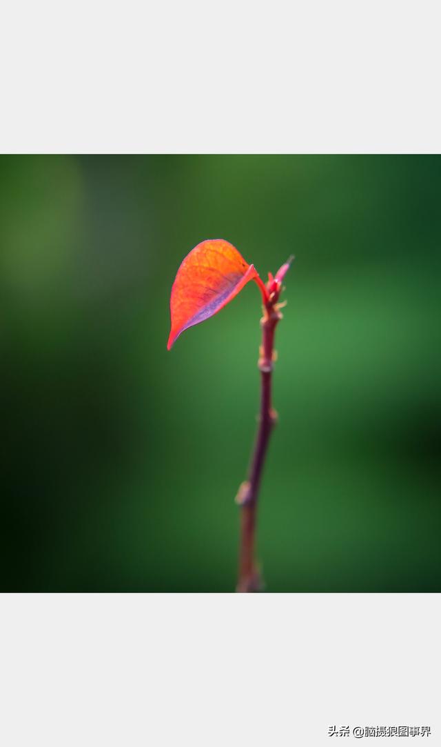 好看的图片。，好看的图片背景（实拍25张唯美的花草照片）