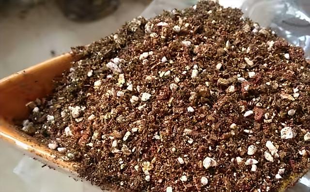 如意花怎么养，如意皇后的养殖方法和注意事项（颜值高寓意好开爆盆）