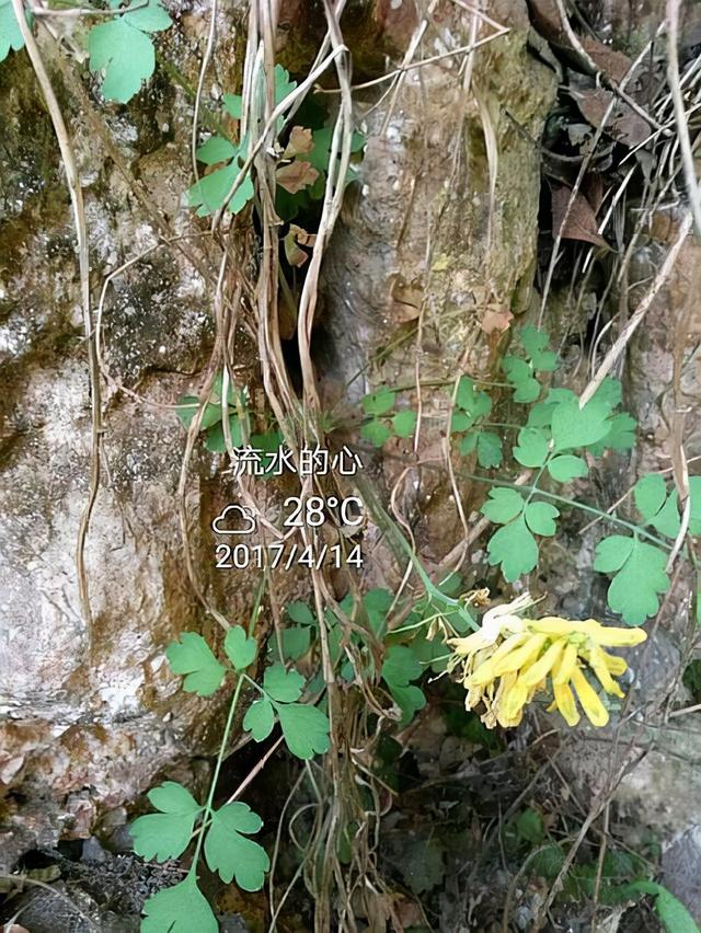 小黄花的传说，故事的小黄花的意思（山崖上“掏”了1株“小黄花”）