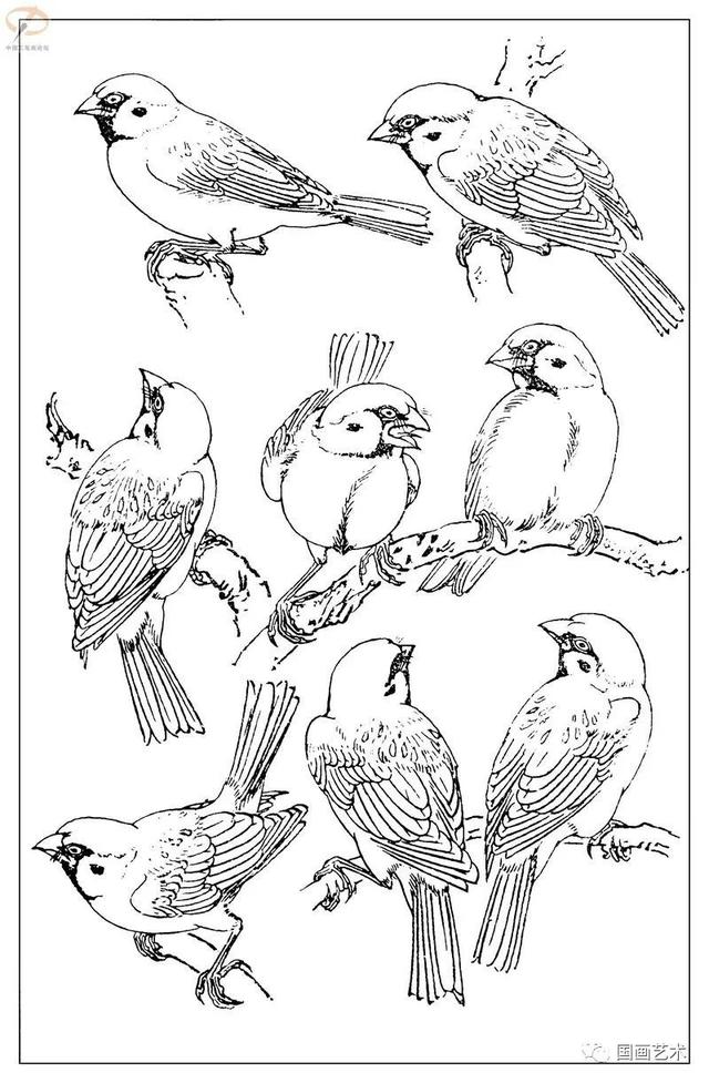 火的简笔画图片，火焰怎么画简笔画图片（画鸟参考——白描麻雀百图）