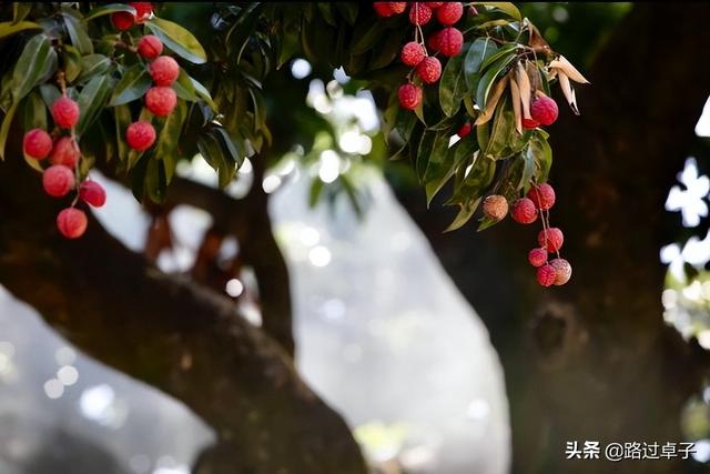 粤南地区包括哪些城市，珠三角是指哪几个城市（藏着百年法租界和石头海）