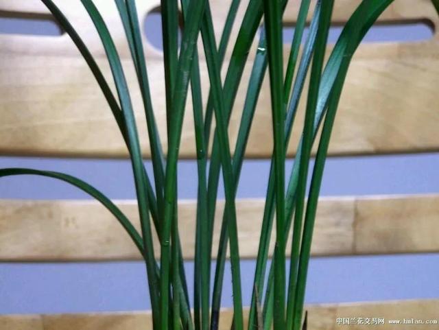 建兰最香白色兰花品种，又白又香的大瓜子，还有故事