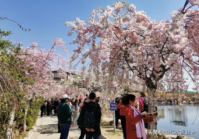 玉泉山樱花节午饭在哪里吃合适，2021-04-15