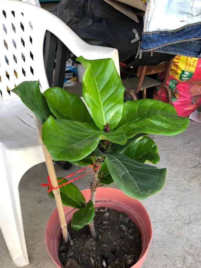 琴叶榕怎么养，琴叶榕怎么养粗壮（养好琴叶榕真不难）