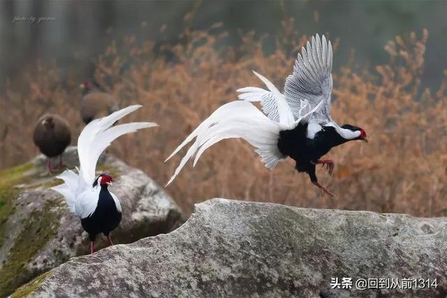 白娴鸟（白娴鸟图片，白娴鸟怎样的养殖（白鹇鸟唯美图片）