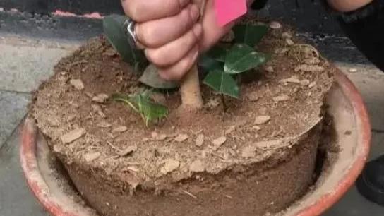 盆土硬得像石头？浇碗自制的肥水，让土壤松软得像面包，种啥啥活