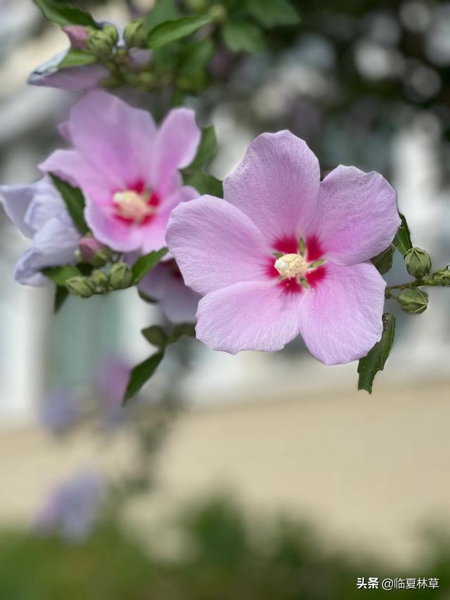 木槿花开唯美诗句，朝开暮落话枯荣