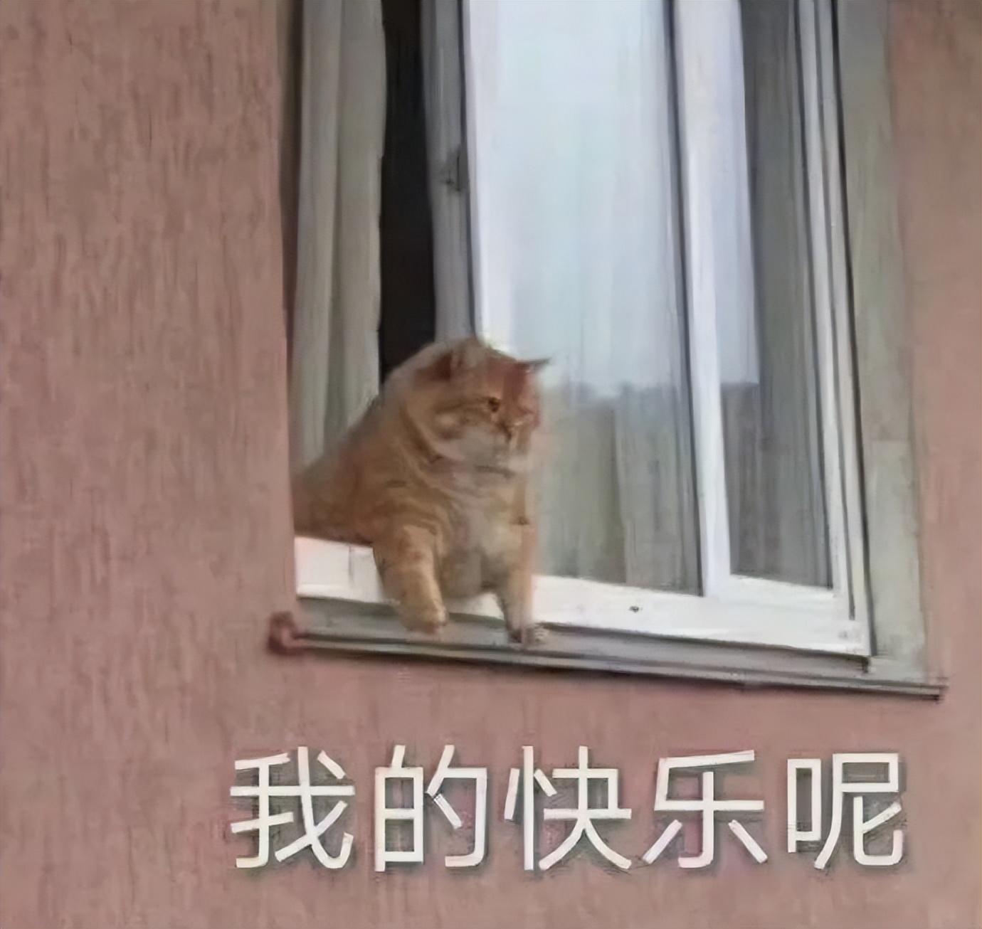 好看的表情包(10000种表情包图片大全)