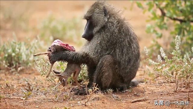 狒狒是什么动物，狒狒是什么动物图片（狒狒为何喜欢偷取其它动物的幼崽）