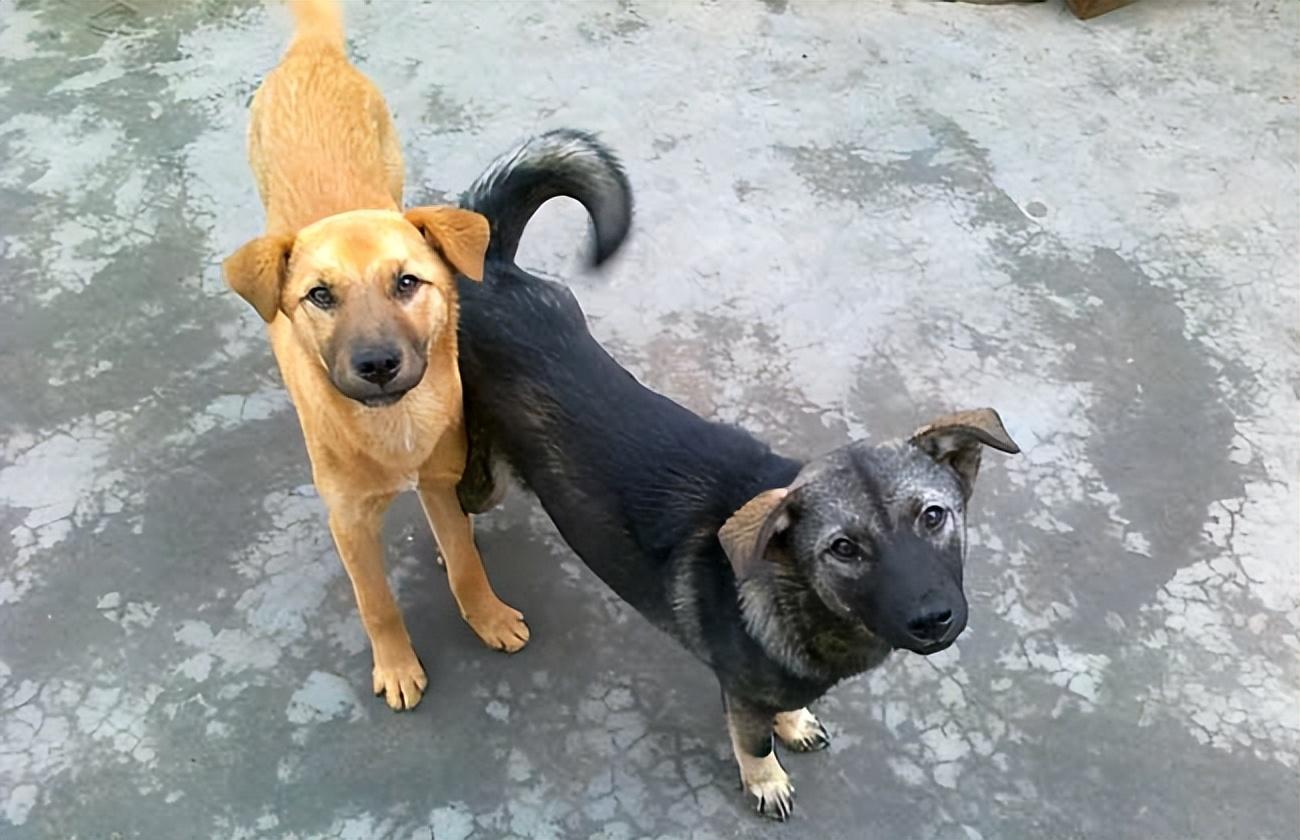 养比特犬违法吗(这7种狗在城市) - 燕来学堂