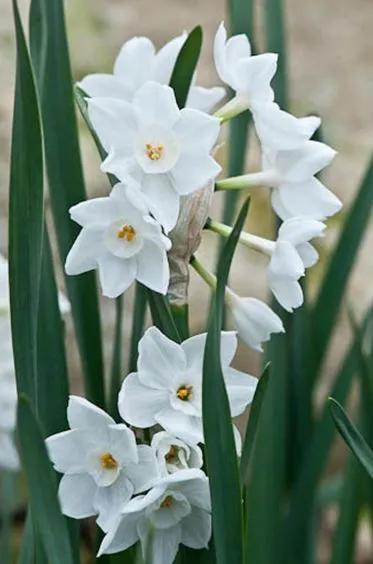 黄水仙(黄水仙花),30个素洁馨香的水仙品种欣赏(黄花秋水仙)