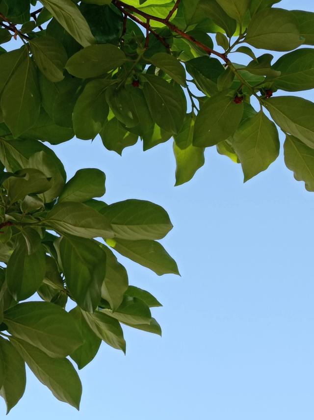 形容天空蓝干净的诗句，形容云朵美景意境的诗句（鹧鸪天*好看绿树蓝天空）