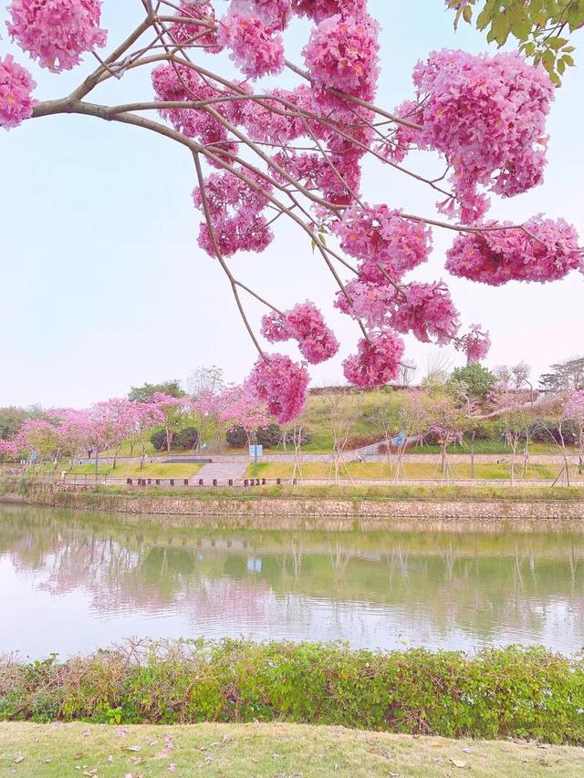 紫花风铃木可以盆栽吗，紫花风铃木北方能成活吗（分享——紫花风铃木）