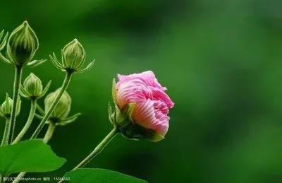 芙蓉是什么花，水中芙蓉是什么花（醉芙蓉最为名贵）