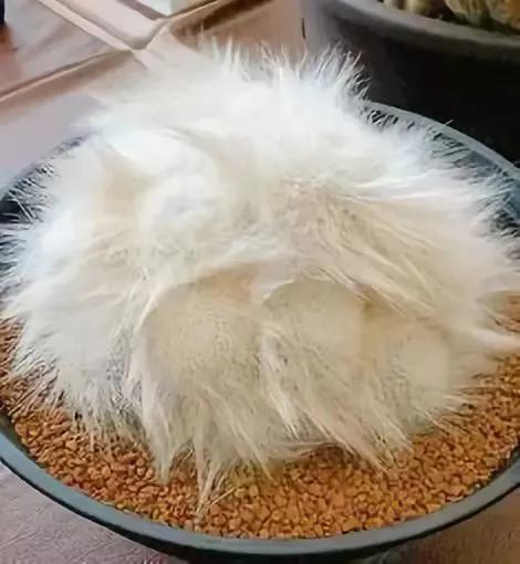 仙人掌开花图片，八种开花勤快的仙人掌植物（40多种罕见的仙人掌开花图）